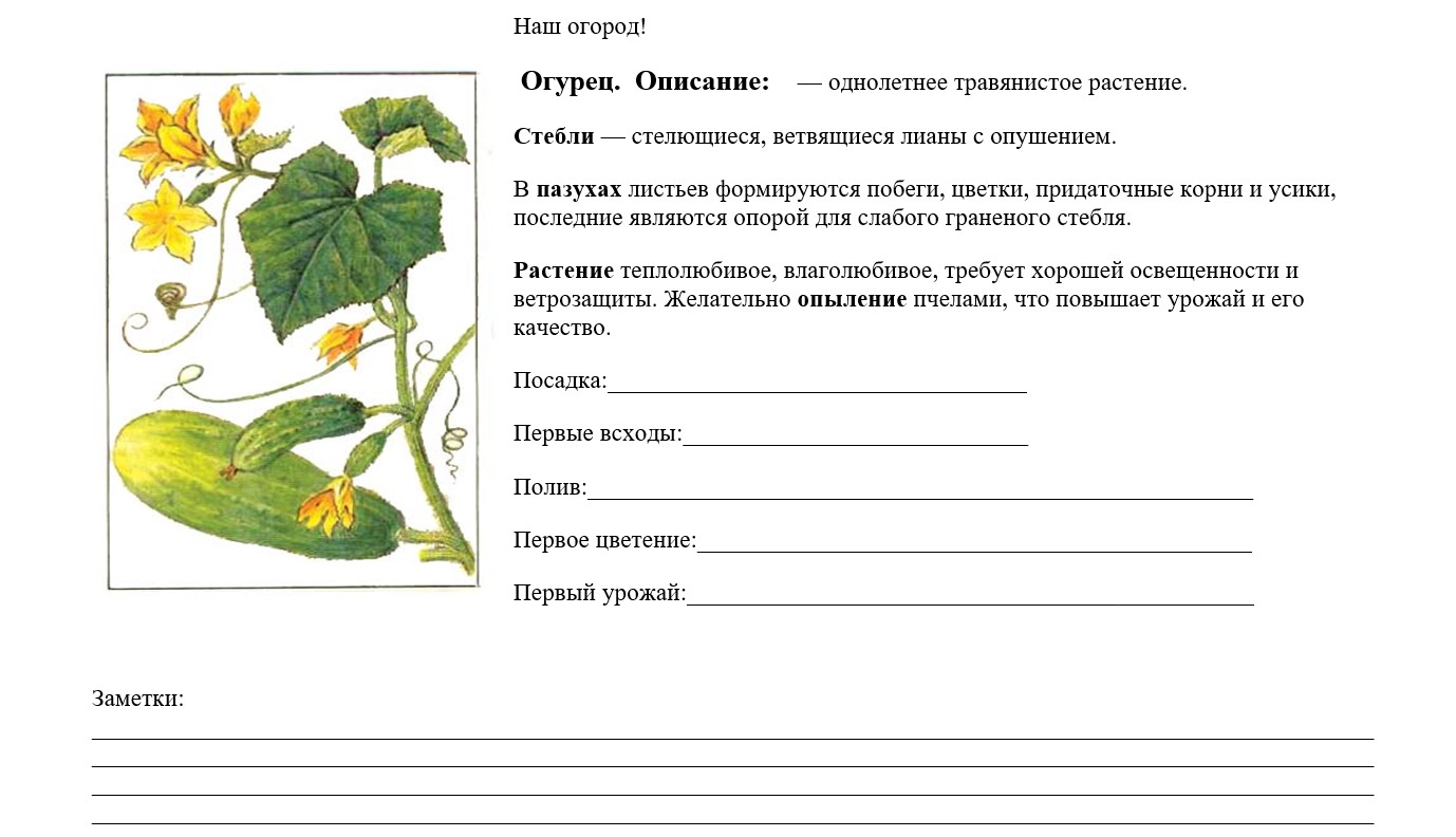огород на подоконнике своими руками