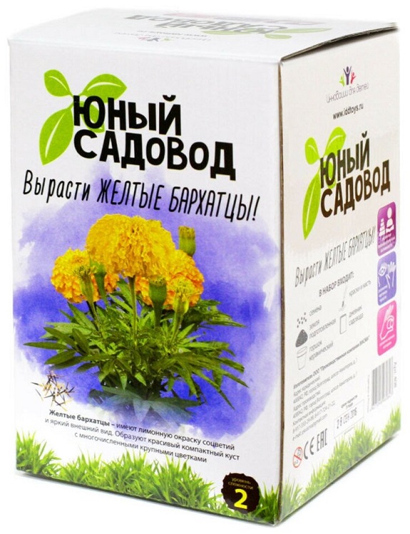уход за комнатными растениями для детей