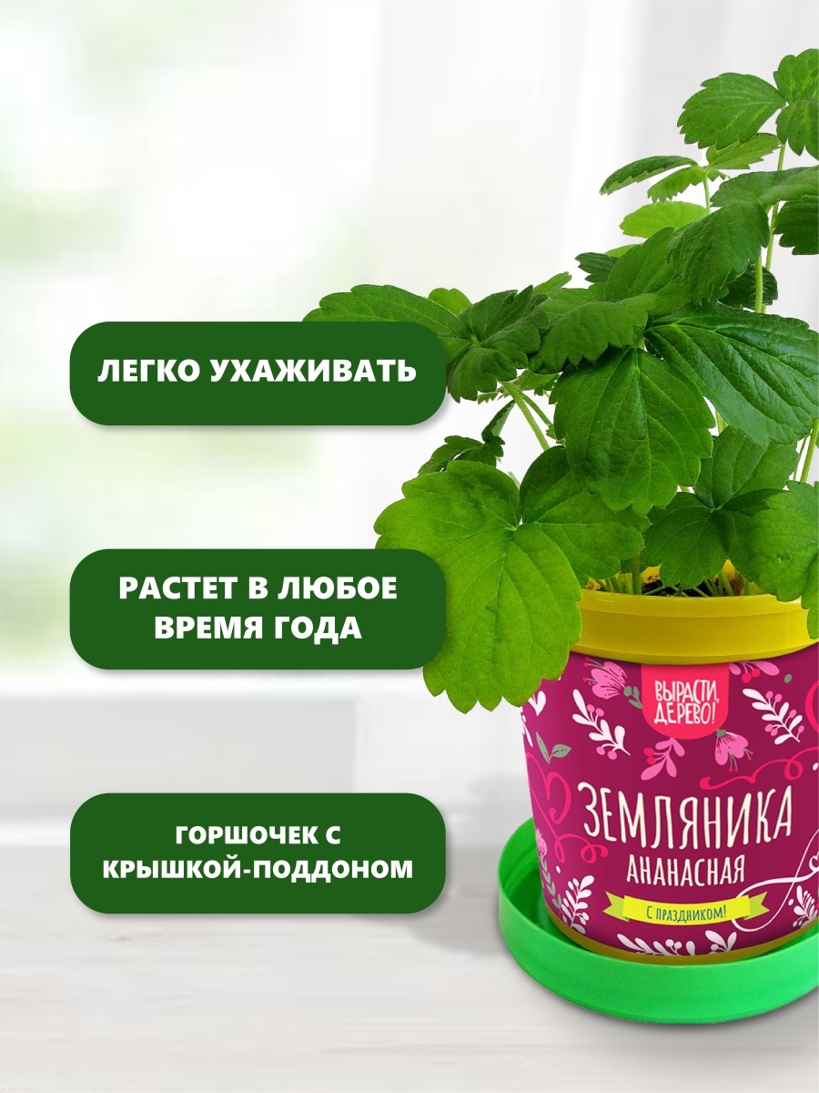 огород на подоконнике в детском саду