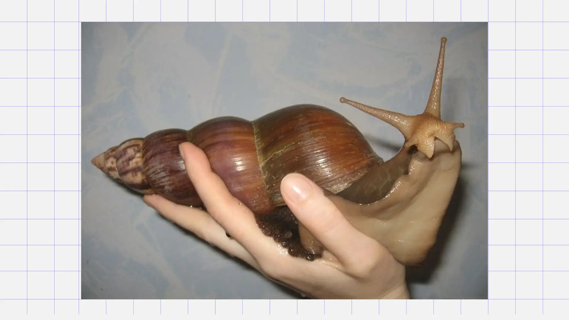 Улитка ахатина Питомцы для квартиры для детей: улитка ахатина. Источник: Pinterest