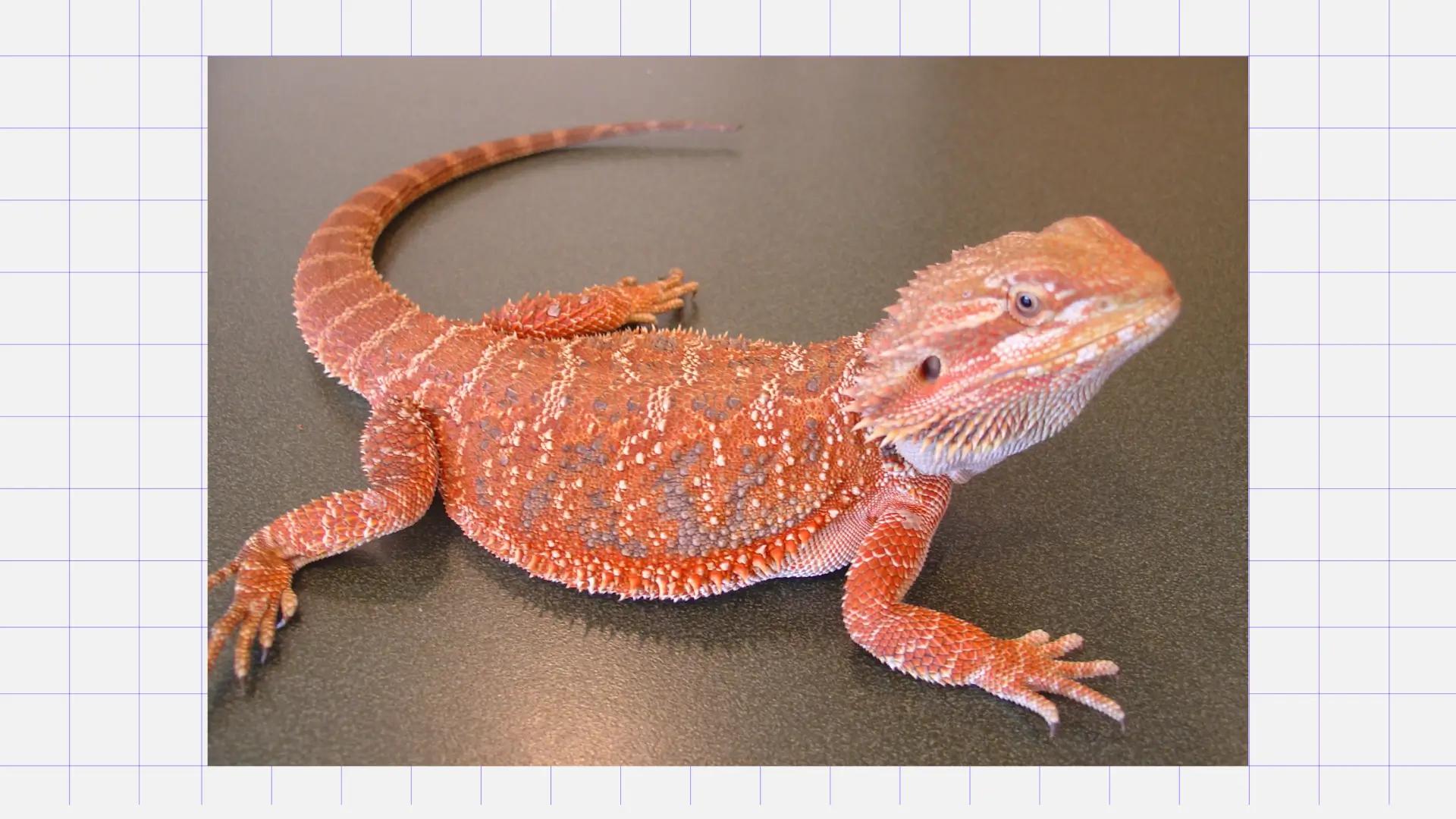 Бородатая агама Какого питомца завести ребенку: бородатая агама. Источник: Pinterest