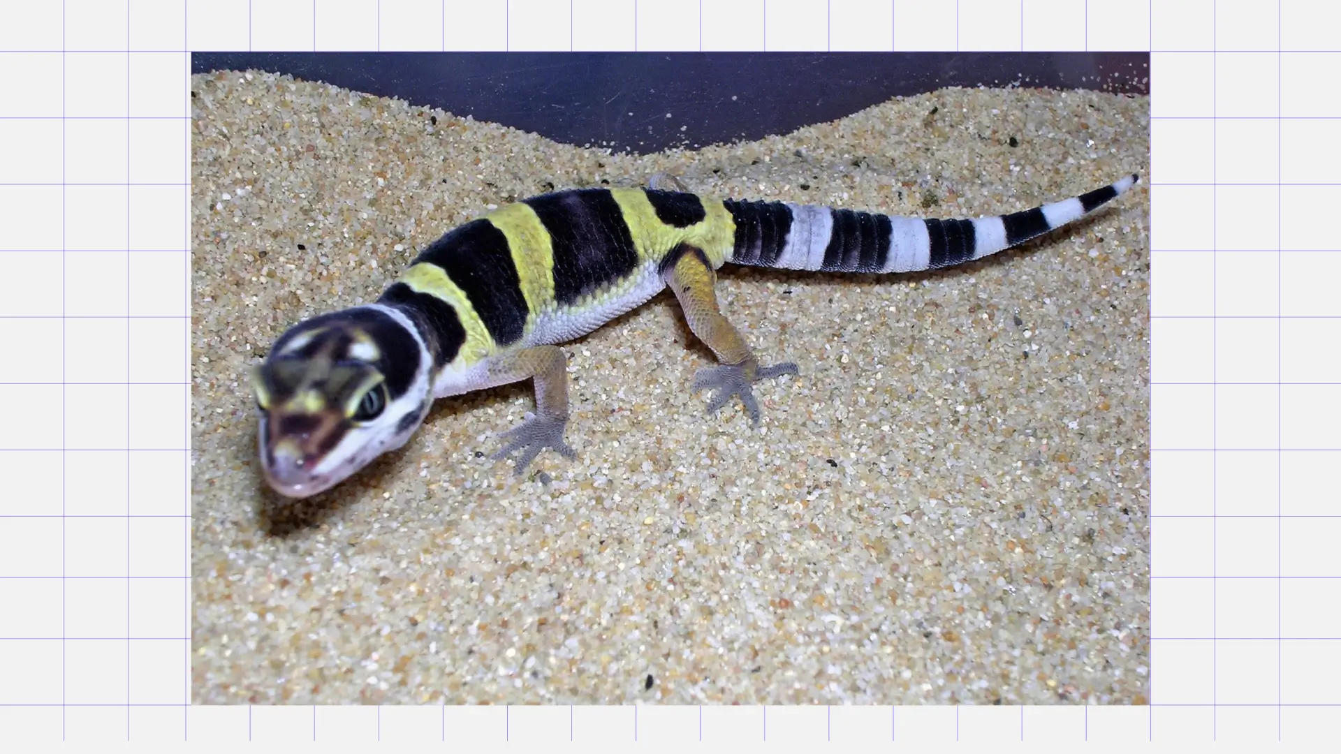 Эублефар Питомец для подростка: эублефар, или леопардовый геккон. Источник: Википедия