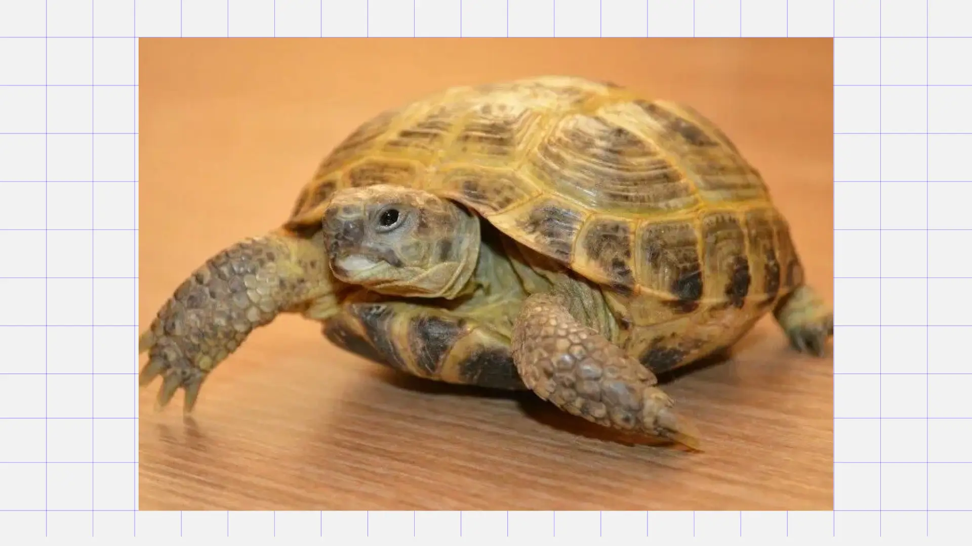 Сухопутная черепаха Лучшие домашние питомцы для семьи: черепаха