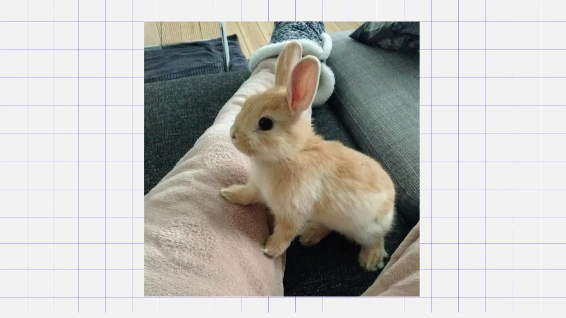 Кролик Питомцы для детей: кролик. Источник: Pinterest