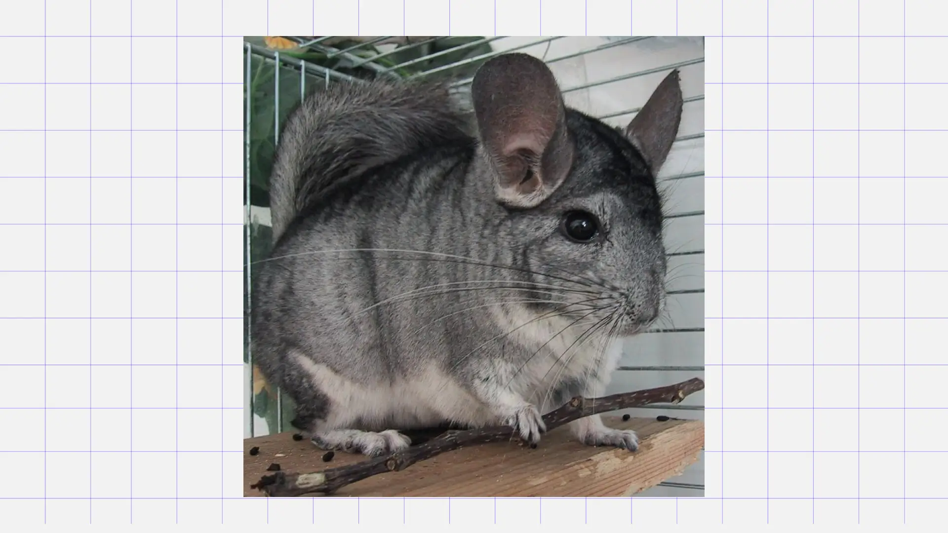 Шиншилла Домашние питомцы для детей: шиншилла. Источник: Pinterest