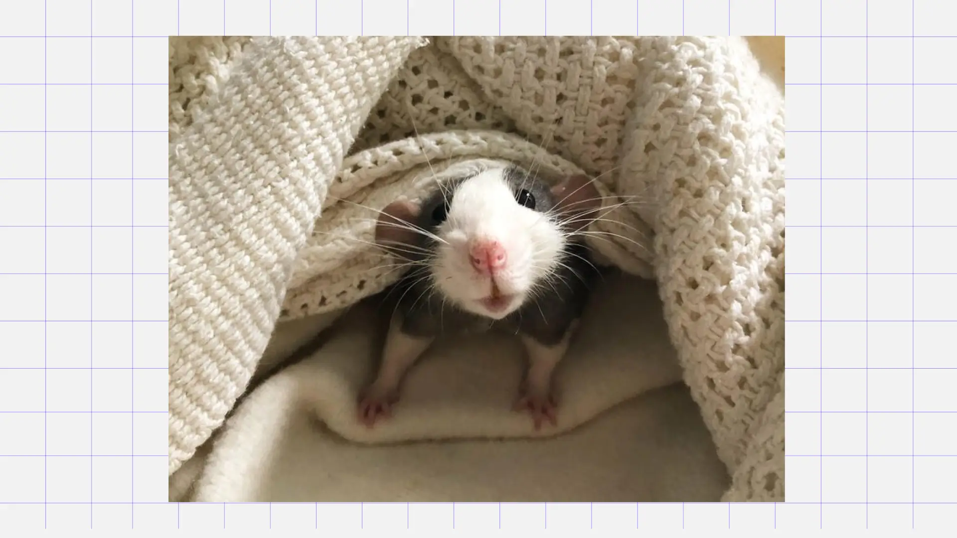 Декоративная крыса Лучший питомец для детей: декоративная крыса. Источник: Pinterest