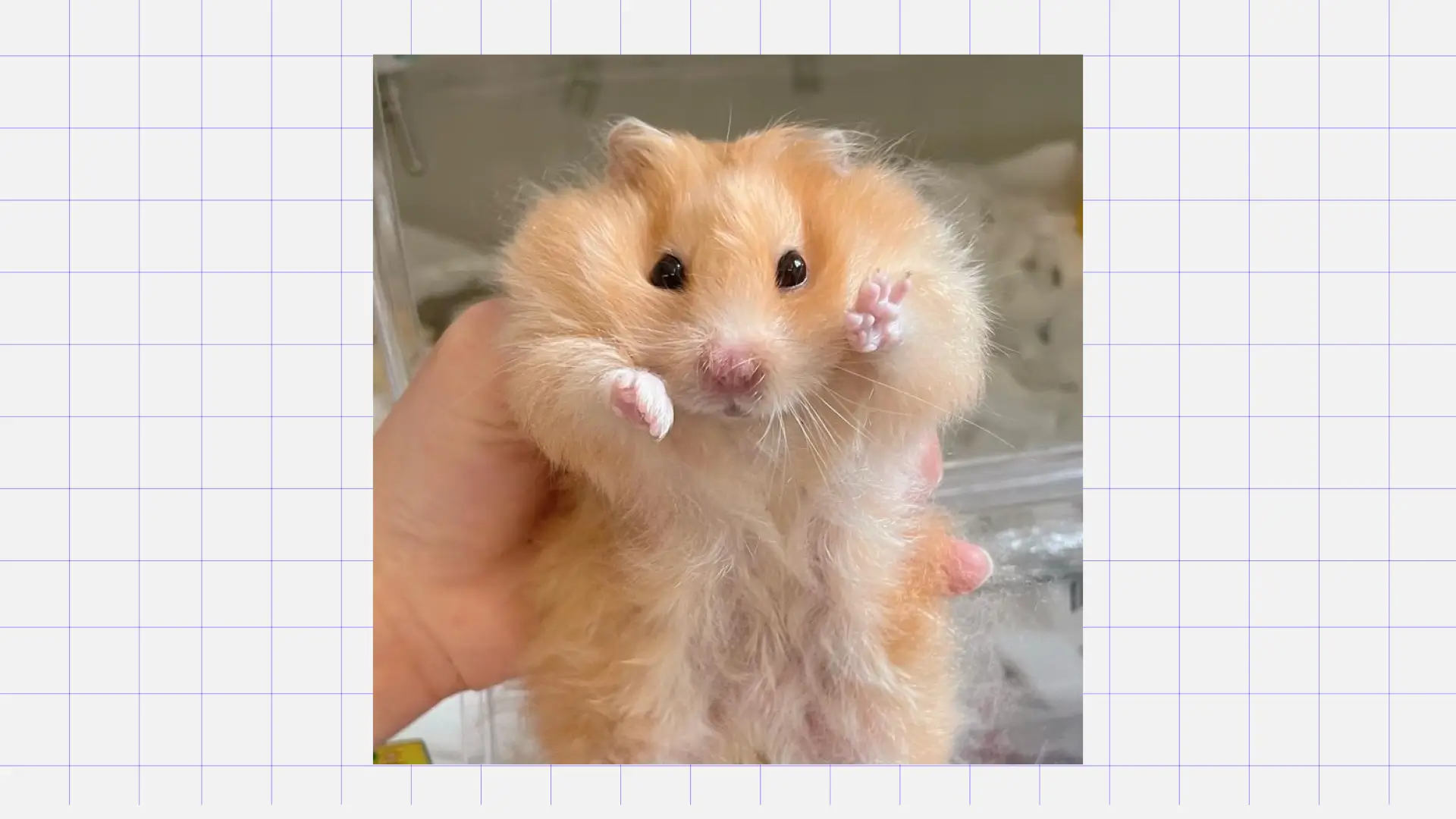 Хомяк Какое животное завести ребёнку: хомяк