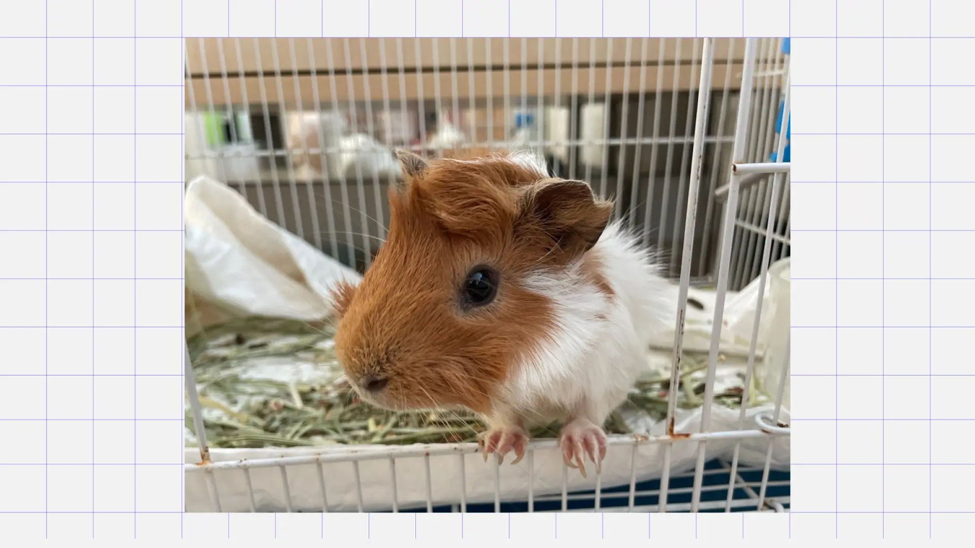 Морская свинка Лучшие питомцы для детей: морская свинка. Фото из личного архива Катерины Сухих