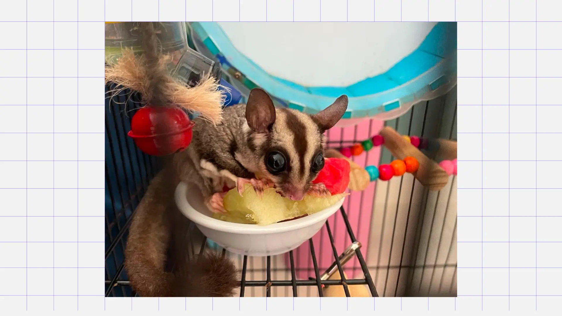 Сахарный поссум Какого питомца завести ребёнку: сахарный поссум. Источник: личный архив Катерины Сухих