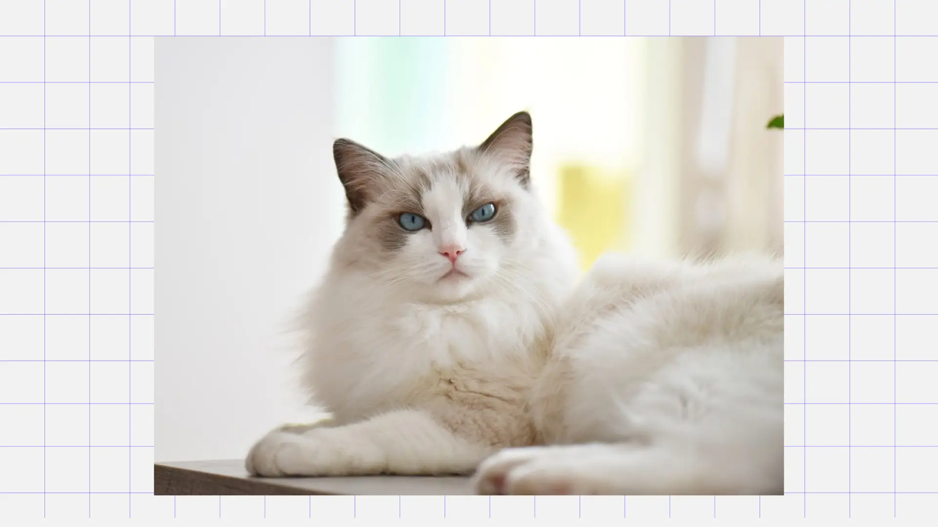 Кошка породы рэгдолл Лучший питомец для ребёнка: кошка породы рэгдолл. Источник: Pinterest