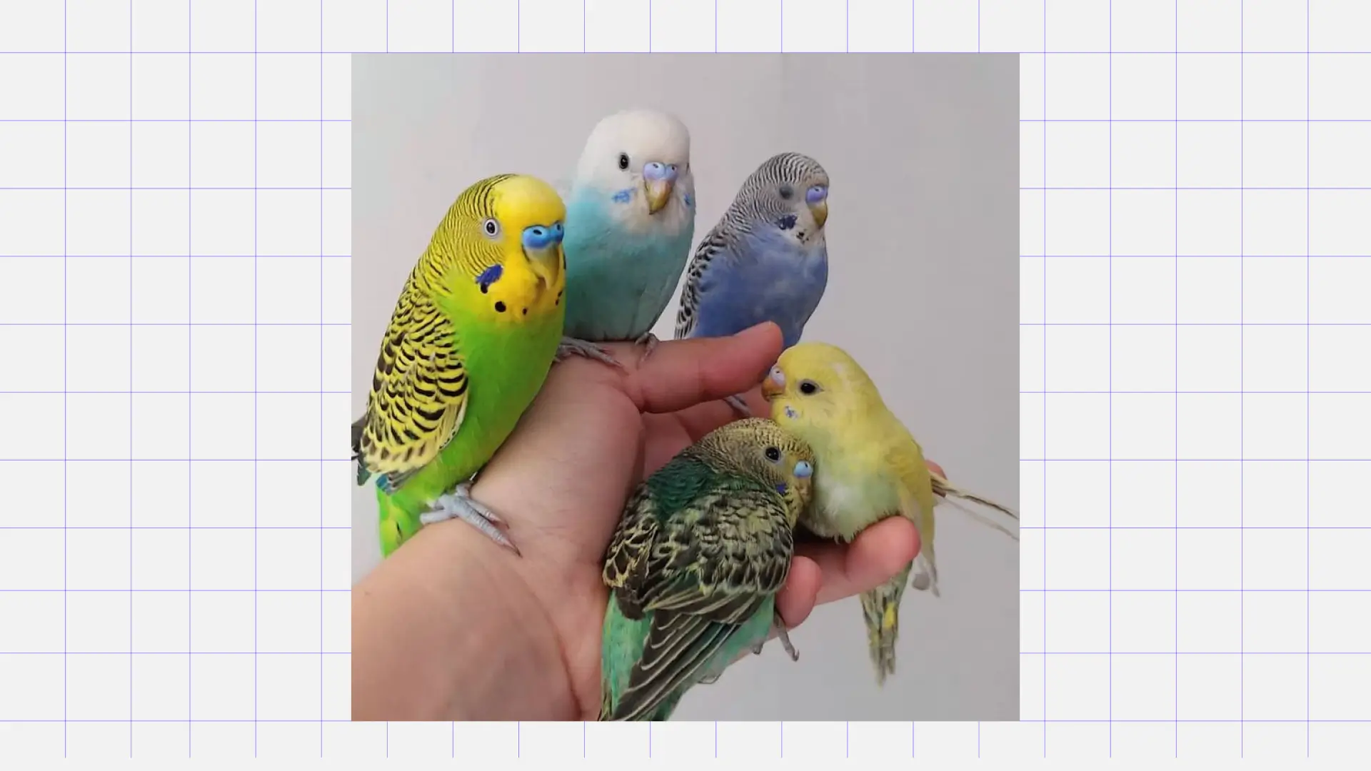 Попугай Какого питомца завести для ребёнка: волнистый попугай. Источник: Pinterest